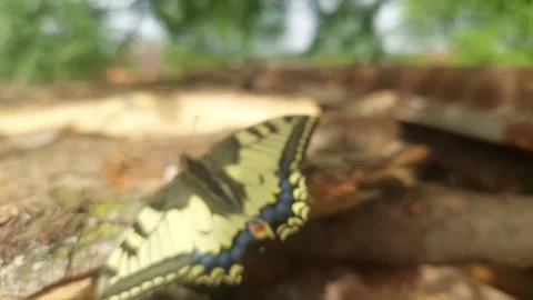 Swallowtail butterfly resting on a log in sunlight Stock Footage 334797268