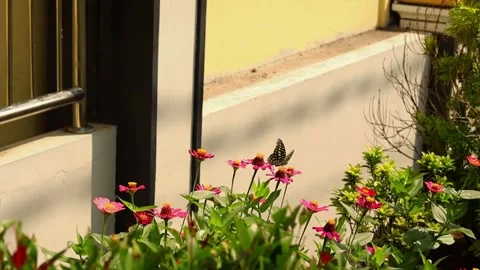 Swallowtail butterfly sucking nectar Stock Footage 259962558