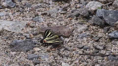 Swallowtail butterfly sunbathing Stock Footage 82994114