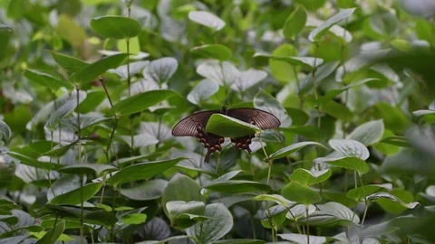 Swallowtail butterfly sunbathing Stock Footage 83467900