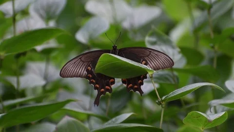 Swallowtail butterfly sunbathing Stock Footage 83467905