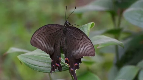 Swallowtail butterfly sunbathing Stock Footage 83467914