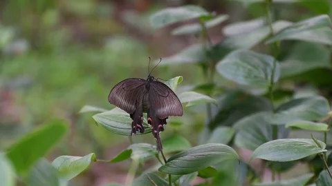 Swallowtail butterfly sunbathing Video stock 83467918