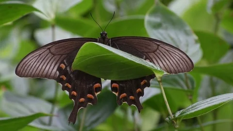 Swallowtail butterfly sunbathing Video stock 83467942