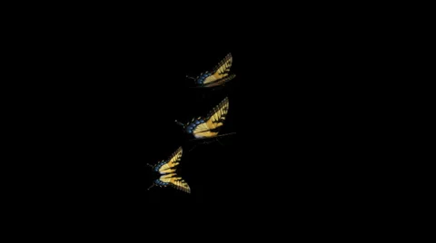 Swallowtail Butterfly Transition 03 (PNG + Alpha) Stock Footage
