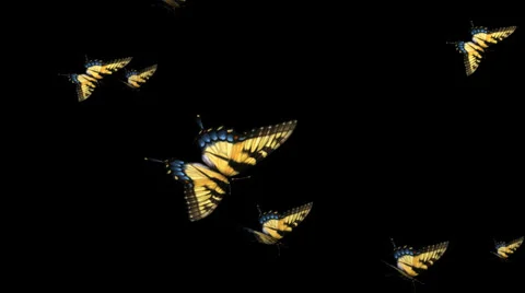 Swallowtail Butterfly Transition 13 (PNG + Alpha) Stock Footage