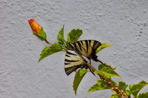 Swallowtail Butterfly . Whitewashed wall in the background. Stock Photos