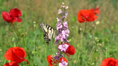 Swallowtail Butterfly in Wildflower Meadow Stock Footage 336460080