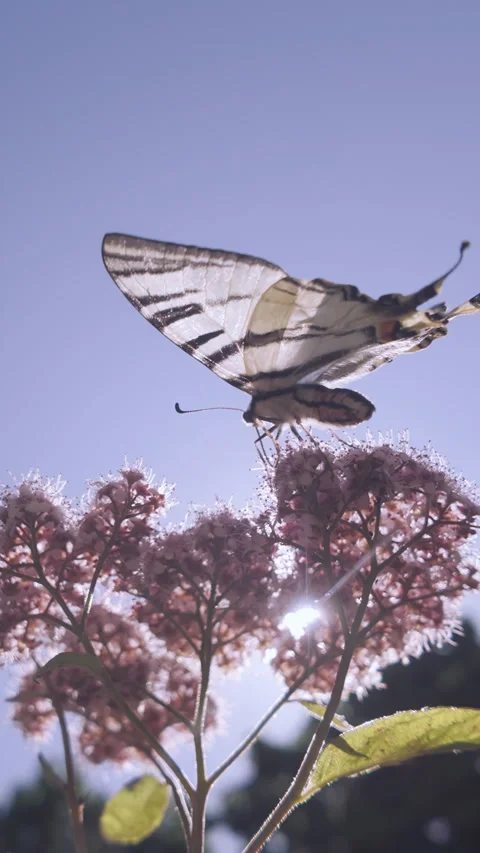 Swallowtail butterfly with wings spread as it drinks nectar from rosy-pink Stock Footage 327979180