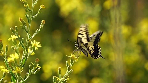 Swallowtail butterfly on yellow flower Stock Footage