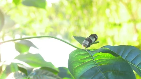 Swallowtail catepillar on a leaf Stock Footage 96134084