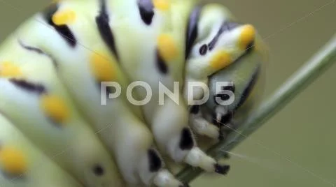 Swallowtail Caterpillar Close Up