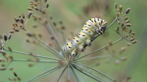 Swallowtail Caterpillar Dill 01 Stock Footage