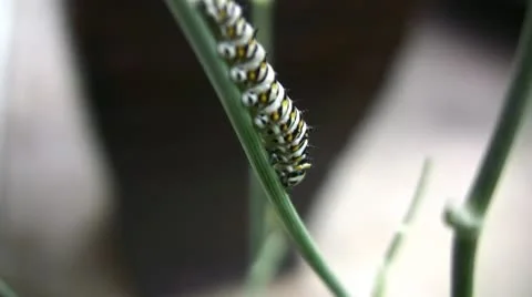 Swallowtail Caterpillar on Dill Stock Footage 10790861
