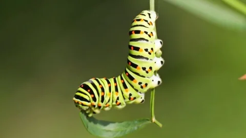 Swallowtail caterpillar eating Stock Footage 79122292