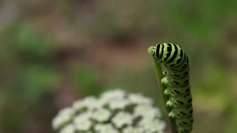 Swallowtail caterpillar eating Stock Footage 83469941