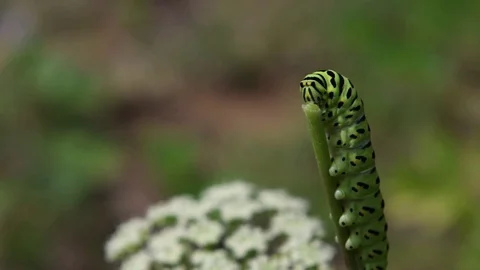 Swallowtail caterpillar eating Stock Footage 83469942