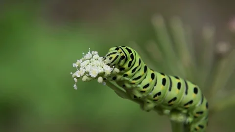 Swallowtail caterpillar eating Stock Footage 83469983
