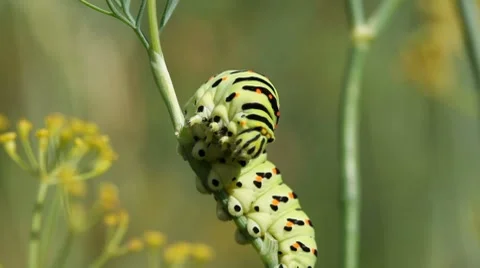 Swallowtail caterpillar Video stock 8568341