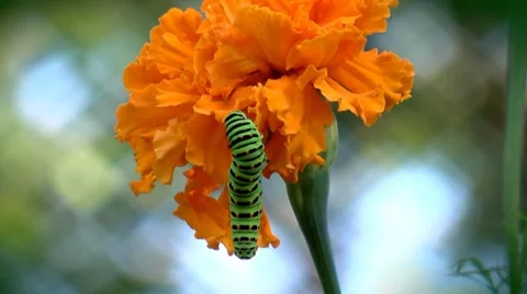 Swallowtail caterpillar Video stock 8658310