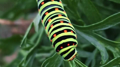 Swallowtail Caterpillar Head Chewing a Leaf Up Close Stock Footage 348130269