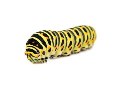 Swallowtail caterpillar isolated Stock Photos