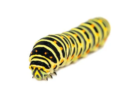 Swallowtail caterpillar isolated Foto stock