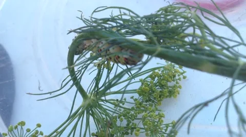 Swallowtail caterpillar moving on a dill Stock Footage 58299981