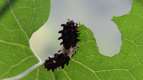 Swallowtail caterpillar nibbling Stock Footage 83473735