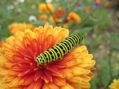 Swallowtail caterpillar Stock Photos