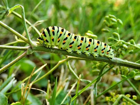 Swallowtail Caterpillar. Stock Photos