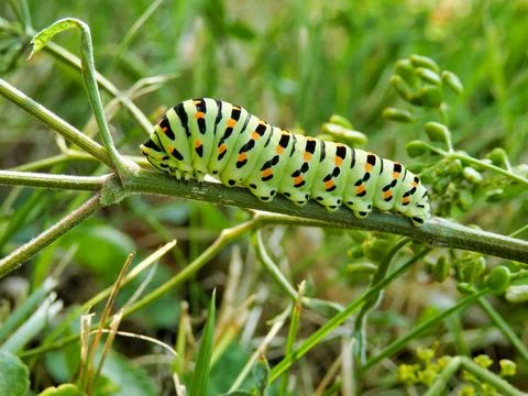 Swallowtail Caterpillar. Stock Photos
