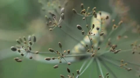 Swallowtail Caterpillar Rack Focus Stock Footage 11145610