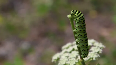Swallowtail caterpillar sitting Stock Footage 83469951