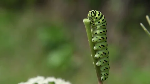 Swallowtail caterpillar sitting Stock Footage 83469952