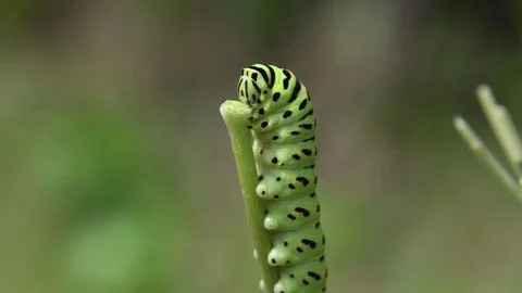 Swallowtail caterpillar sitting Stock Footage 83469964