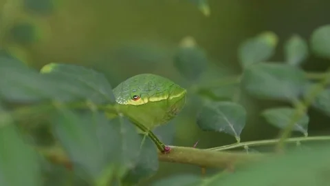 Swallowtail caterpillar with a snakelike head Stock Footage 83147413