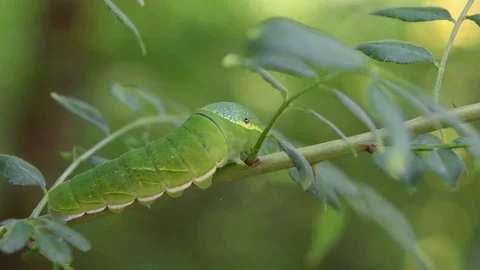 Swallowtail caterpillar with a snakelike head Stock Footage 83147423
