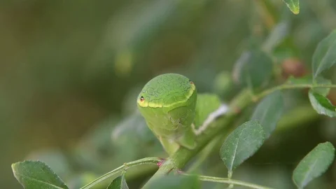 Swallowtail caterpillar with a snakelike head Stock Footage 83147425