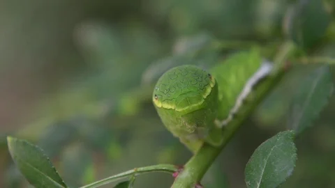 Swallowtail caterpillar with a snakelike head Stock Footage 83147437
