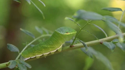Swallowtail caterpillar with a snakelike head Video stock 83147465