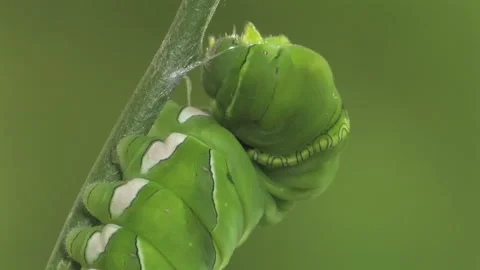 Swallowtail: The Chrysalis of Papilio xuthus Stock Footage 332496089