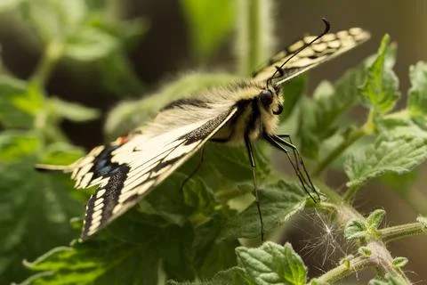 Swallowtail close-up from the side Stock Photos