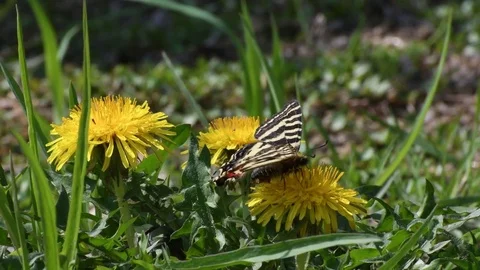 Swallowtail &amp; dandelion flowers Stock Footage 82899833