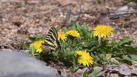 Swallowtail &amp; dandelion flowers Stock Footage 82899839