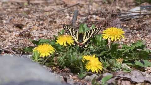 Swallowtail &amp; dandelion flowers Stock Footage 82899860