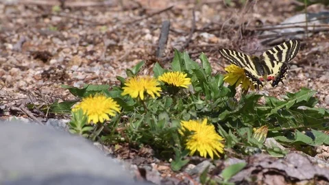 Swallowtail &amp; dandelion flowers Stock Footage 82899864