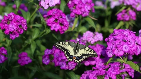 The swallowtail day butterfly Papilionidae Stock Footage 199606424