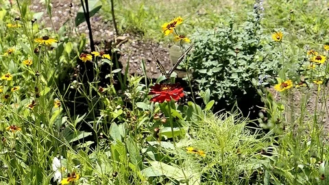 Swallowtail flaps its wing while getting nectar. Video stock 93525850