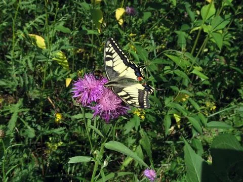 Swallowtail on the flower Stock Photos